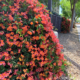 Tangerine-Beauty-Crossvine