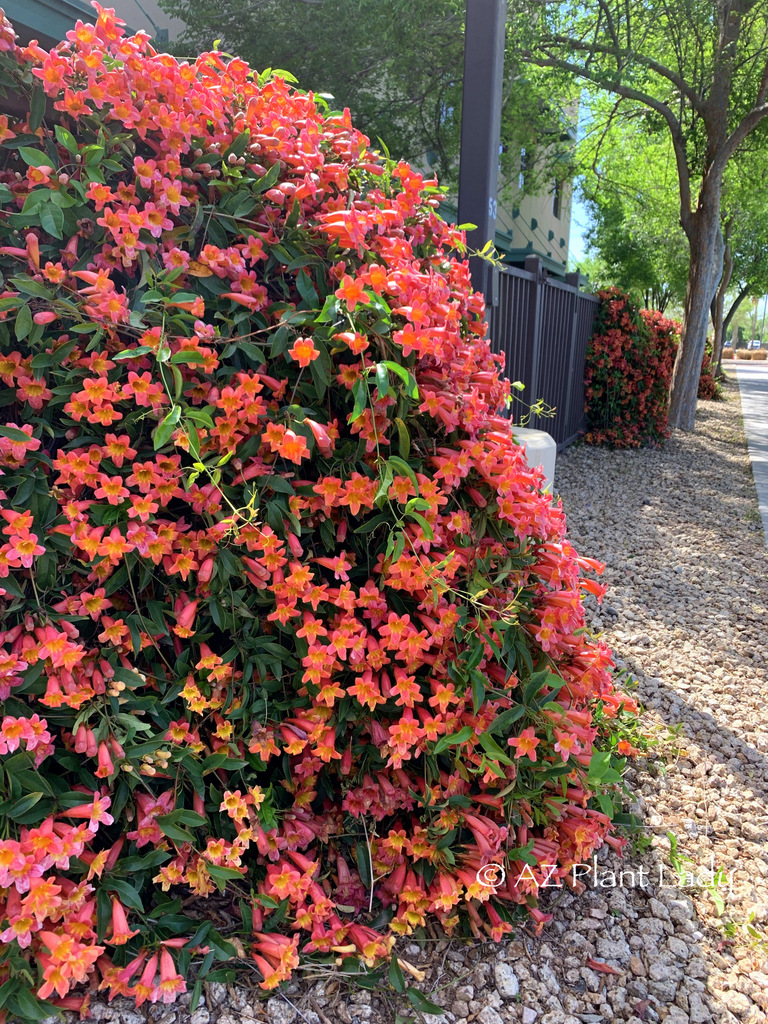 Spring in the desert 'Tangerine Beauty' Crossvine (Bignonia capreolata 'Tangerine Beauty')