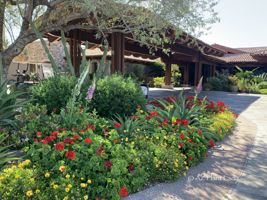 entryway-desert-gardening-flowering-annuals-geraniums