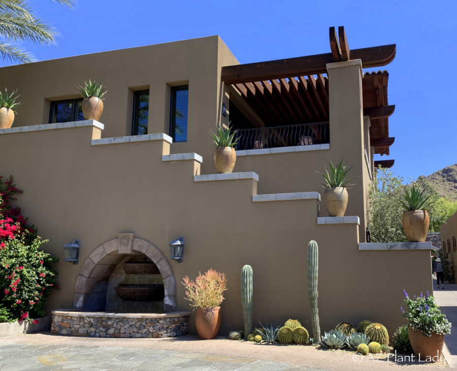 agave-planted-in-containers-arizona