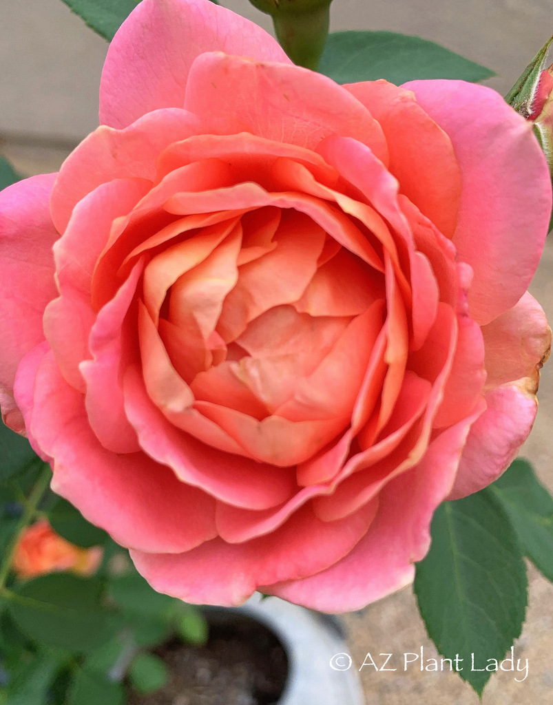 David Austin rose Lady of Shalott