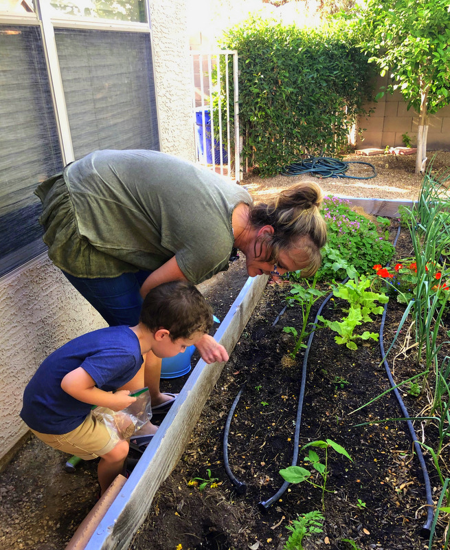 adding-seed-to-vegetable-garden