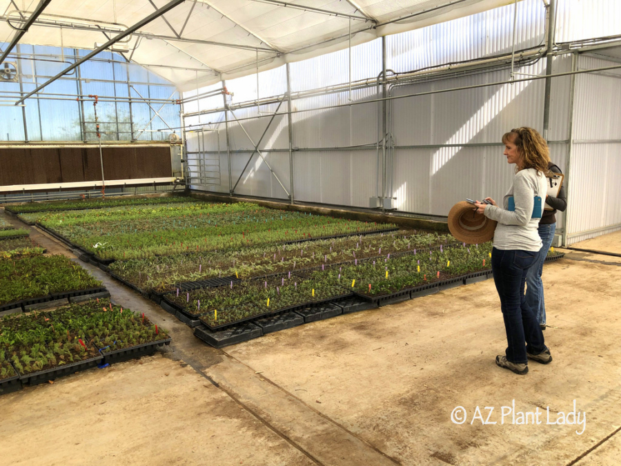 Civano Nursery Farm tour AZ Plant Lady