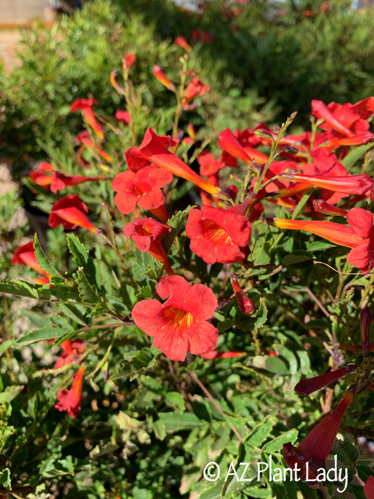 Red Hot Tecoma flowers