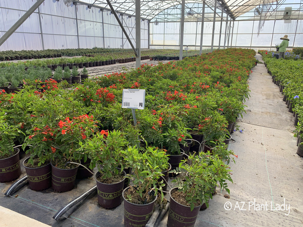 Greenhouse with Red Hot Tecoma shrubs