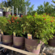 Red-Hot-Tecoma-Shrub-Nursery-Container