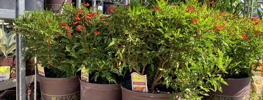 Red-Hot-Tecoma-Shrub-Nursery-Container