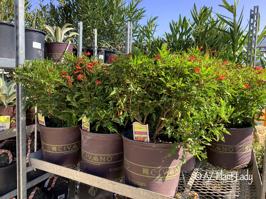 Red-Hot-Tecoma-Shrub-Nursery-Container