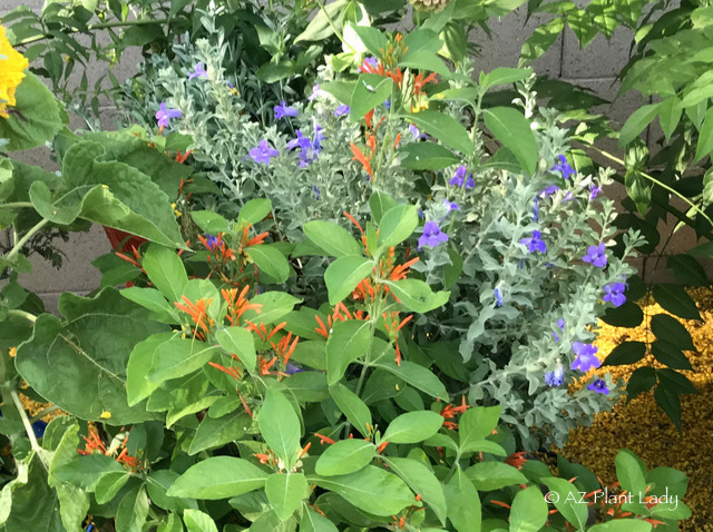 Landscape Consultant
