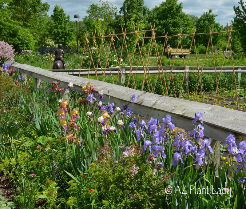 June in the northern garden