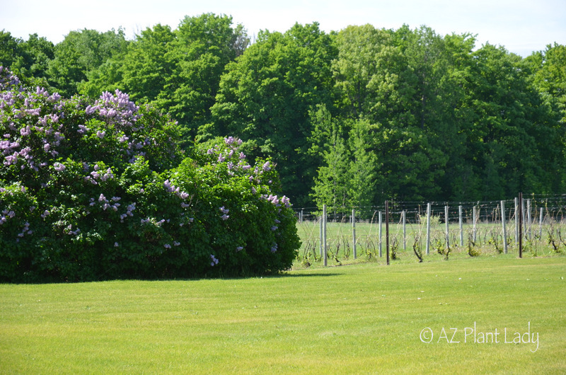 Traverse City Winery is full of color - - Color Blindness in the Garden