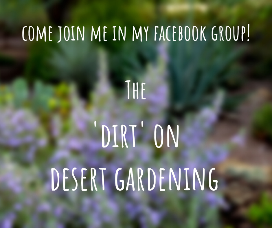 Desert Garden Resources to Guide, Inspire, and Support