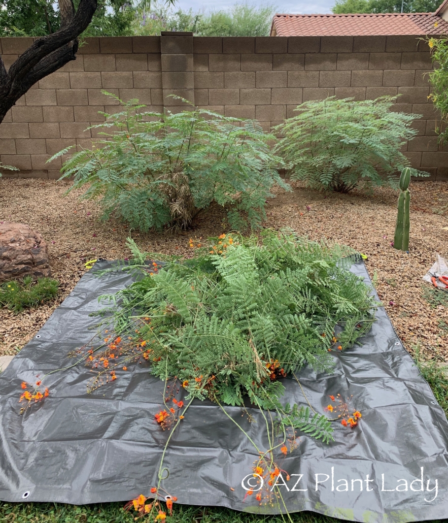 Desert gardening