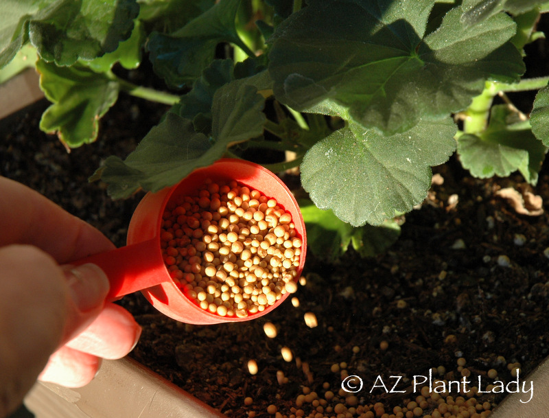 Applying fertilizer to plant