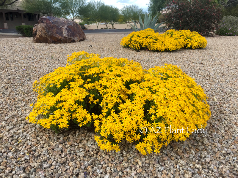 Damianita (Chrysactinia mexicana) Flowers late winter to spring and again in fall it's a beautiful winter color 