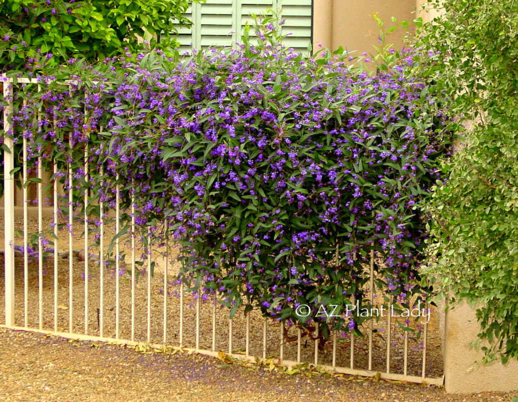 Purple Lilac Vine (Hardenbergia violaceae) Flowers in mid-winter 