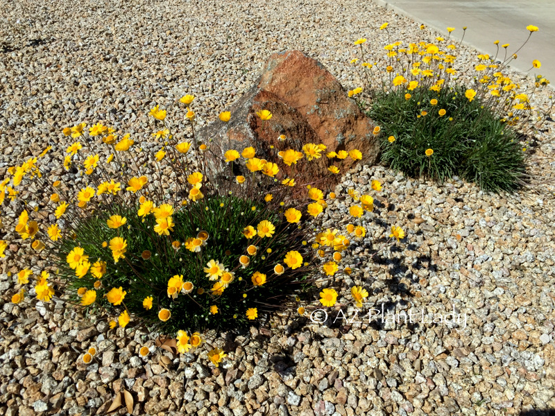 Angelita Daisy (Tetraneuris acaulis) syn. Hymenoxys acaulis  Blooms off and on throughout the year