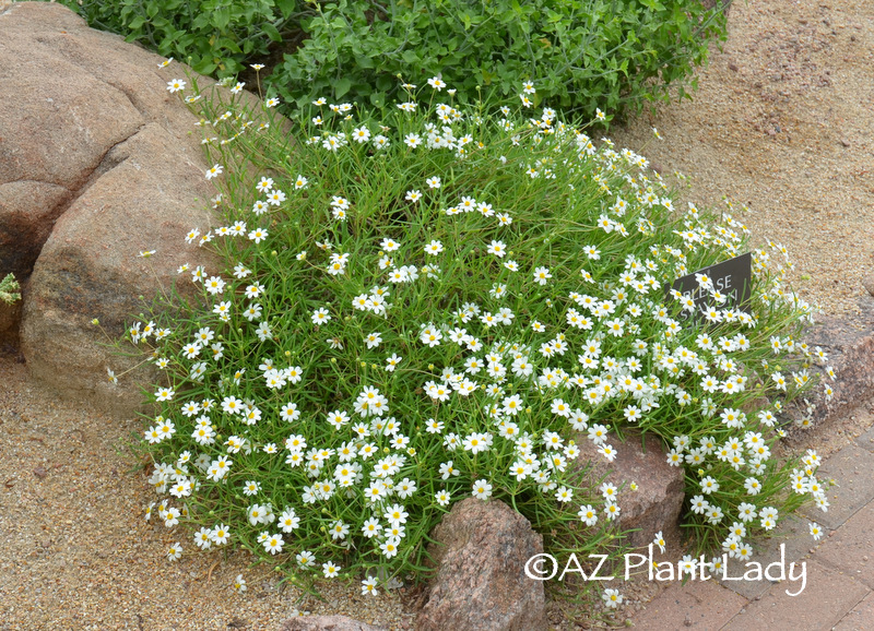 Blackfoot Daisy (Melampodium leucanthum) Blooms winter, spring, and fall 