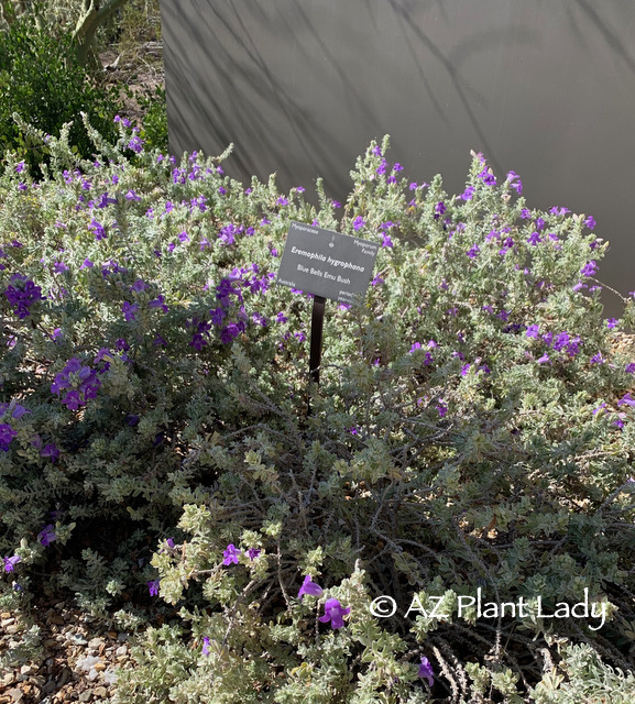 Blue Bells (Eremophila hygrophana) from winter garden