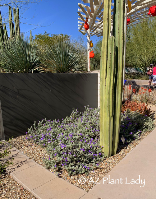 Blue Bells Eremophila and Mexican Fence Post Cactus from winter garden