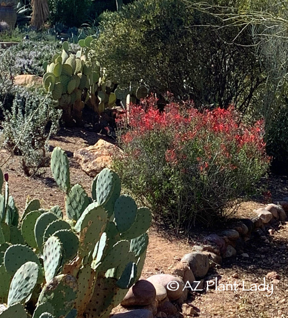 Chuparosa (Justicia californica) from winter garden 