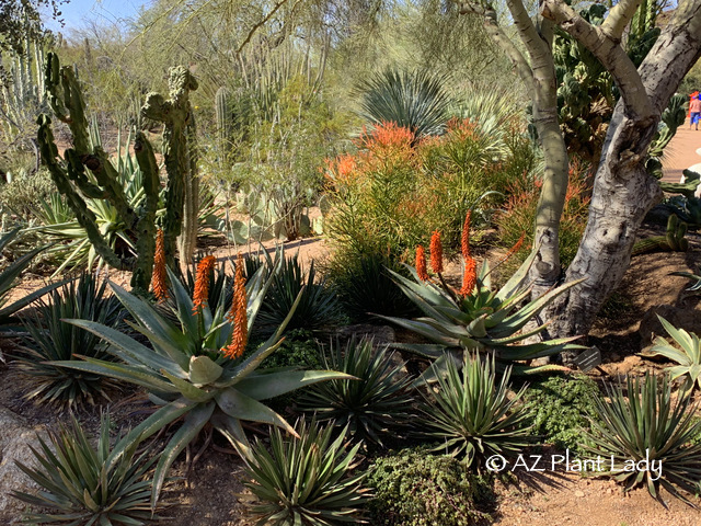 Aloe ferox from winter garden 