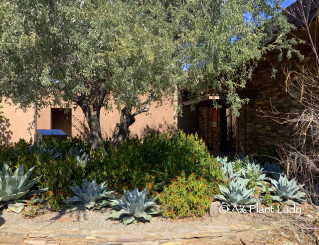 Whale's Tongue Agave and Mexican Honeysuckle underneath an Ironwood tree 