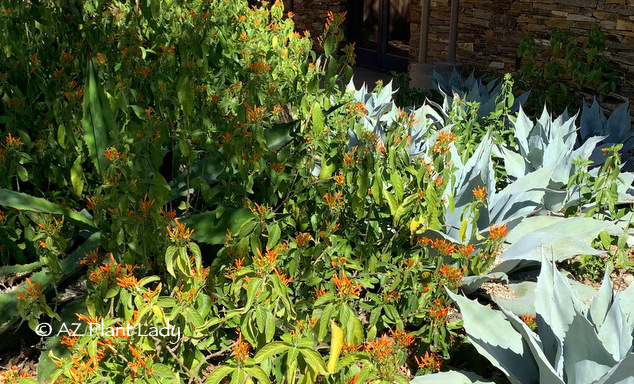 Mexican Honeysuckle (Justicia spicigera) from winter garden