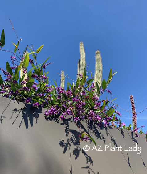 Purple Lilac Vine (Hardenbergia violaceae) winter garden