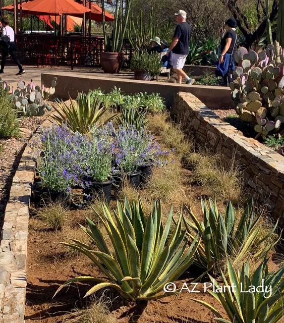  Shrubby Germander (Teucrium fruiticans 'Azurea') from winter garden 