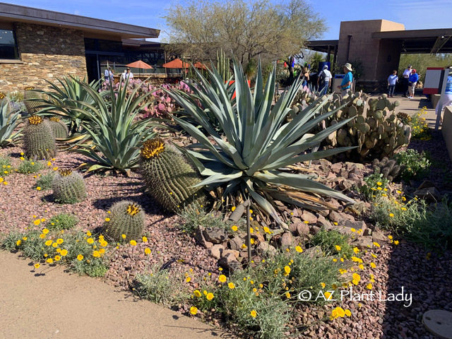 Weber's Agave (Agave weberi) and Desert Marigold (Baileya multiradiata) from winter garden