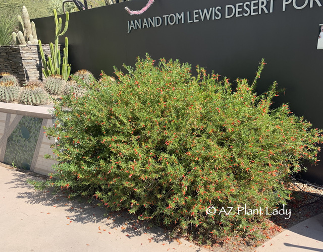 'Winter Blaze' (Eremophila glabra) from winter garden