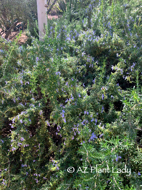 Trailing Rosemary (Rosmarinus officinalis) from winter garden 