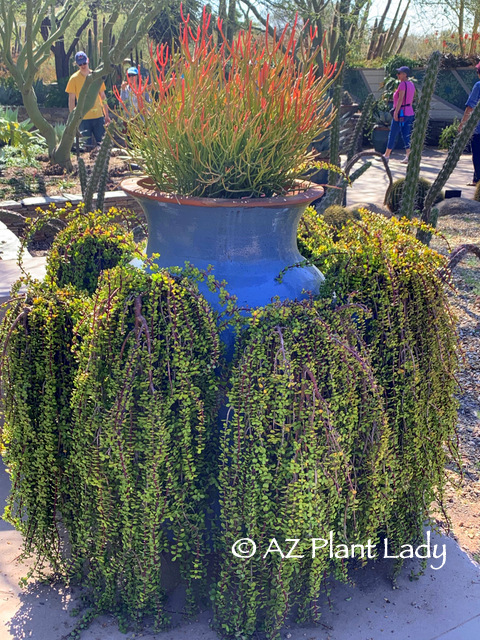 Firesticks (Euphorbia 'Sticks on Fire') and Elephants Food (Portulacaria afra) from winter garden