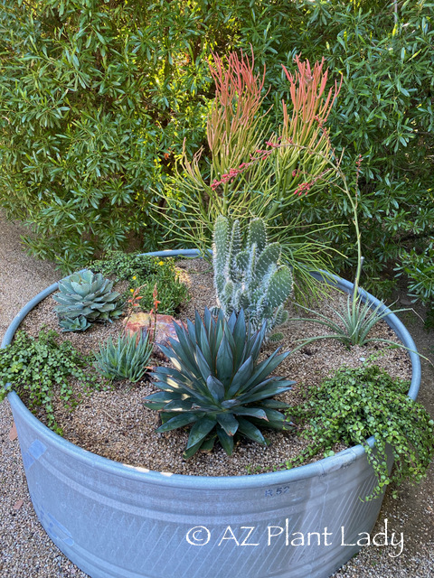 A variety of succulents add beauty to this large galvanized steel horse trough container