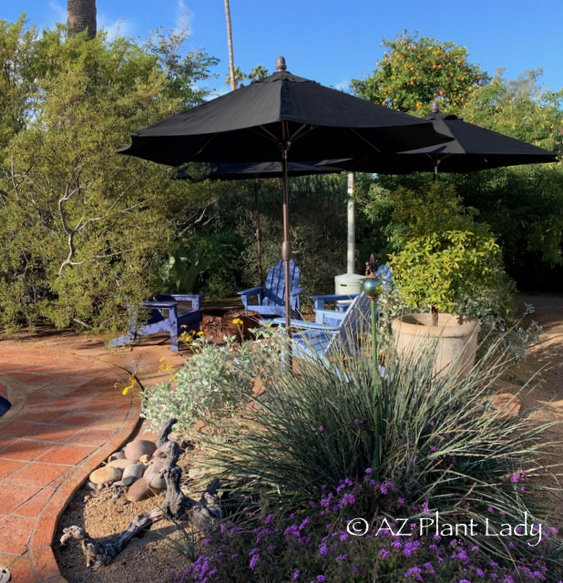 A seating area beckons you to sit and enjoy the peace and beauty of the desert garden by horticultural filmmaker