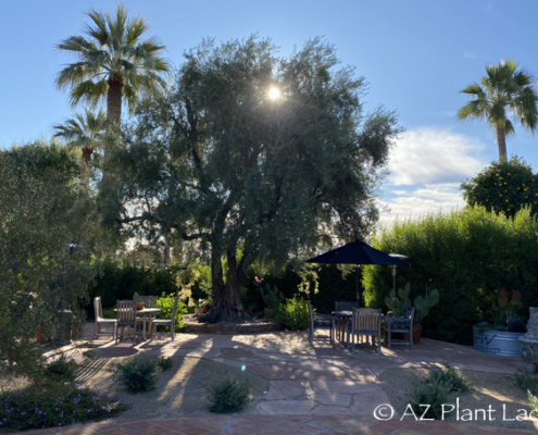 desert garden arizona