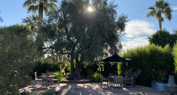 desert garden arizona