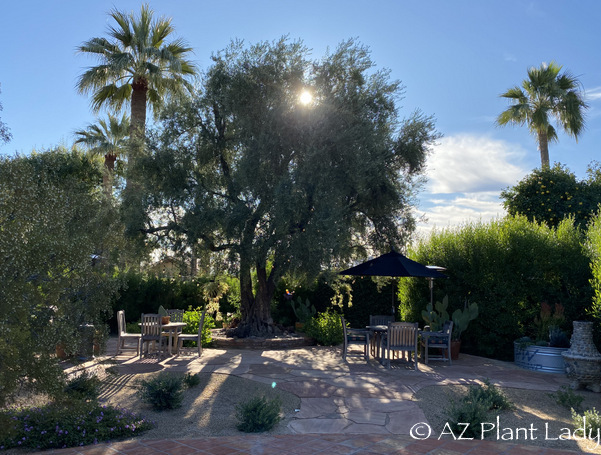 A chilly winter's morning dawns over this Phoenix garden