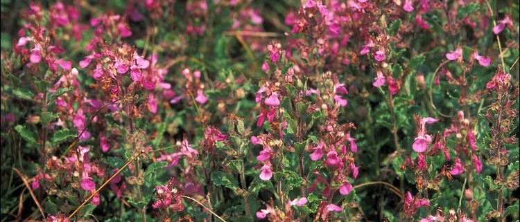 Germander (Teucrium chamaedrys)