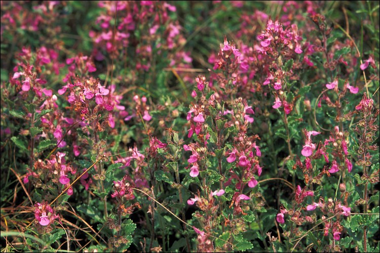 Gorgeous Germander (Teucrium chamaedrys) Photo by Amadej Trnkoczy cc 3.0