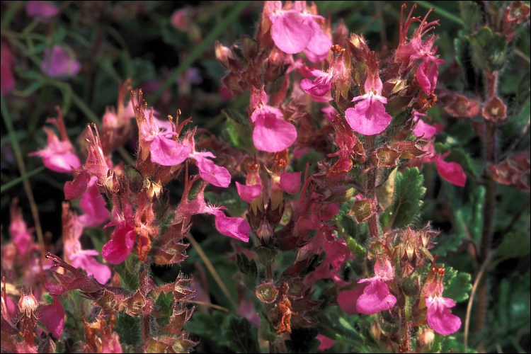 Teucrium chamaedrys by Amadej Trnkoczy cc 3.0 002 