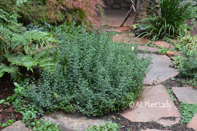 Gorgeous Germander (Teucrium chamaedrys) growing in a Sedona garden.