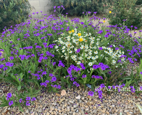 self-planted bouquet