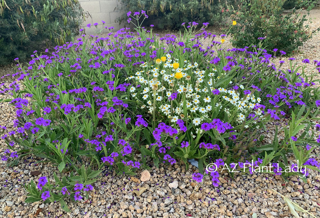 self-planted bouquet