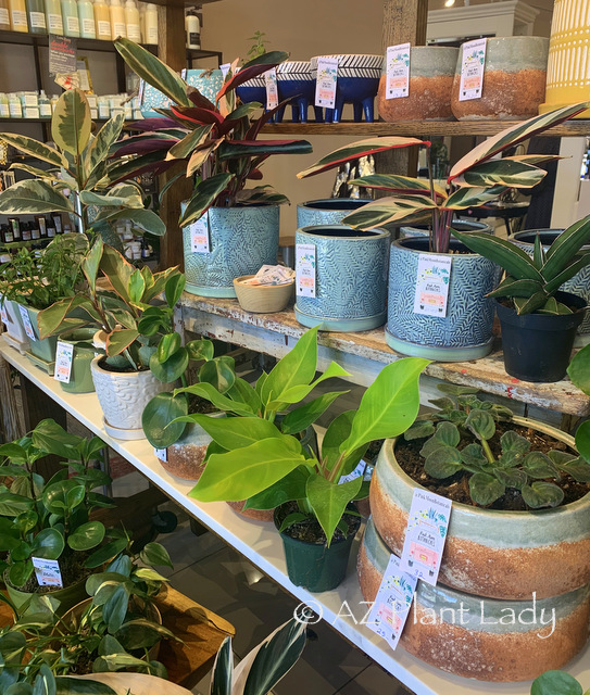 pink-moon-botanicals-houseplants-nursery