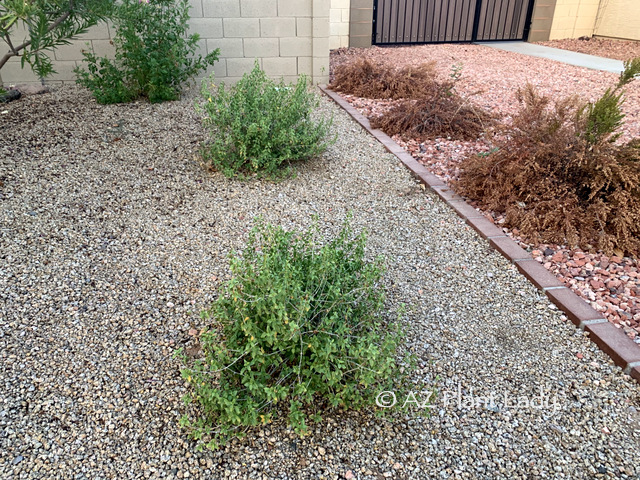 Young Baja Ruellia (Ruellia peninsularis) doing very well in desert garden