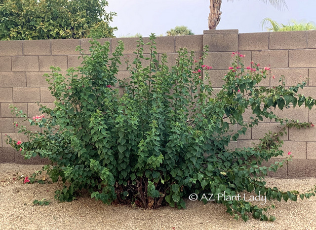 Bougainvillea in desert garden