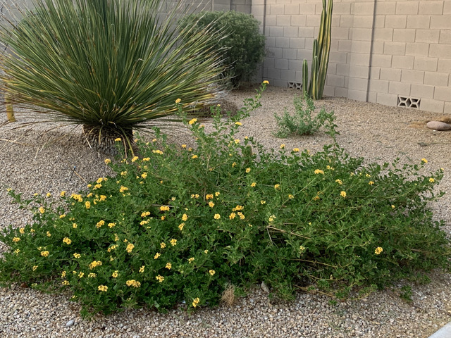 Gold Lantana in full sun all day in desert garden