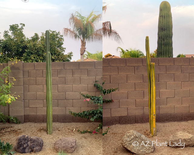 New Mexican Fence Post cactus transplants desert garden